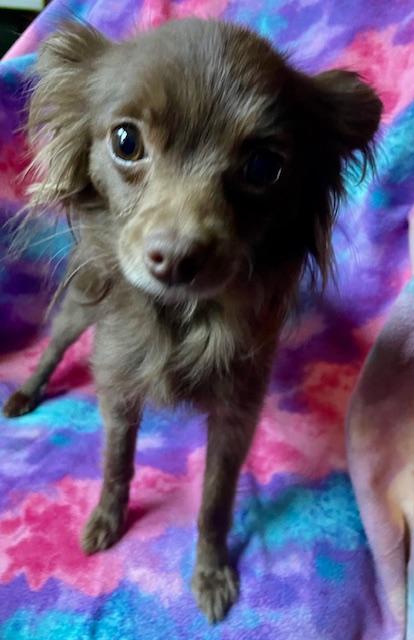 Cocoa, adopted, Young Female Chihuahua.