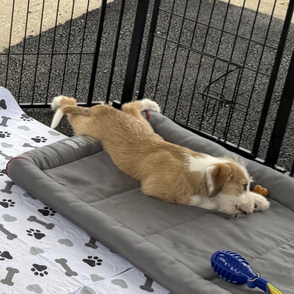 Tucker, an adopted mixed breed in Waukesha, WI image 5/6