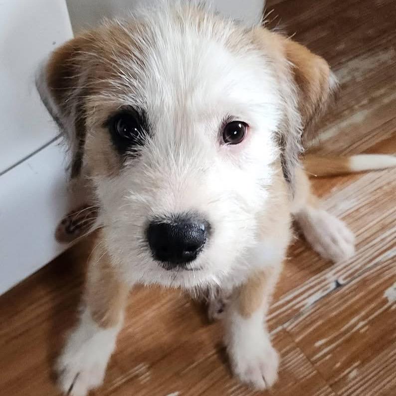 Tucker, an adopted mixed breed in Waukesha, WI image 6/6