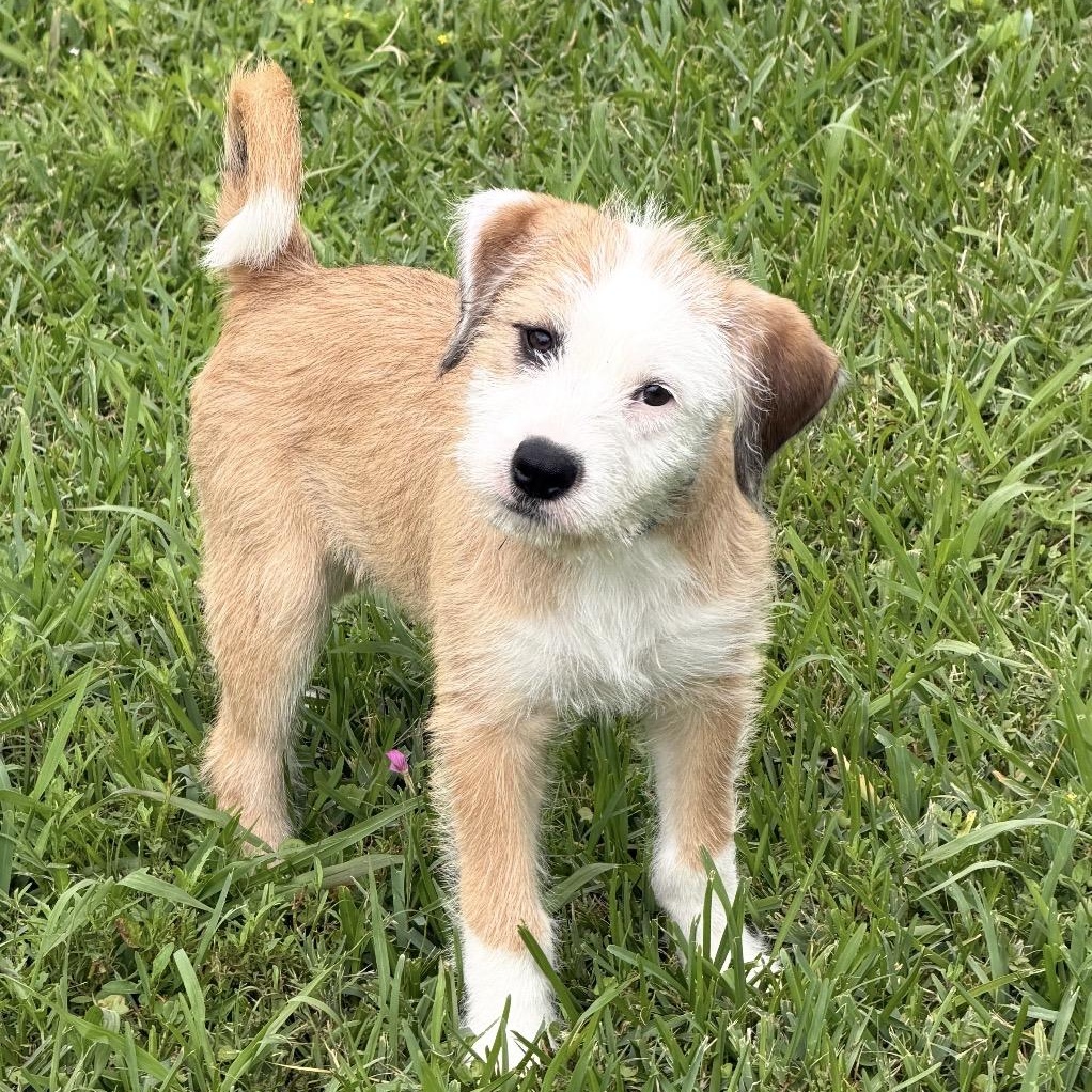 Tucker, an adopted mixed breed in Waukesha, WI image 4/6