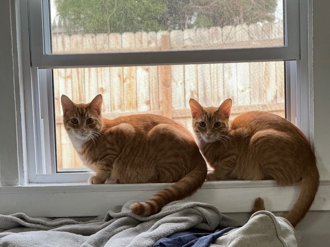 Amber and Marmalade (bonded pair), an adopted Domestic Short Hair Mix in Kenhorst, PA_image-1