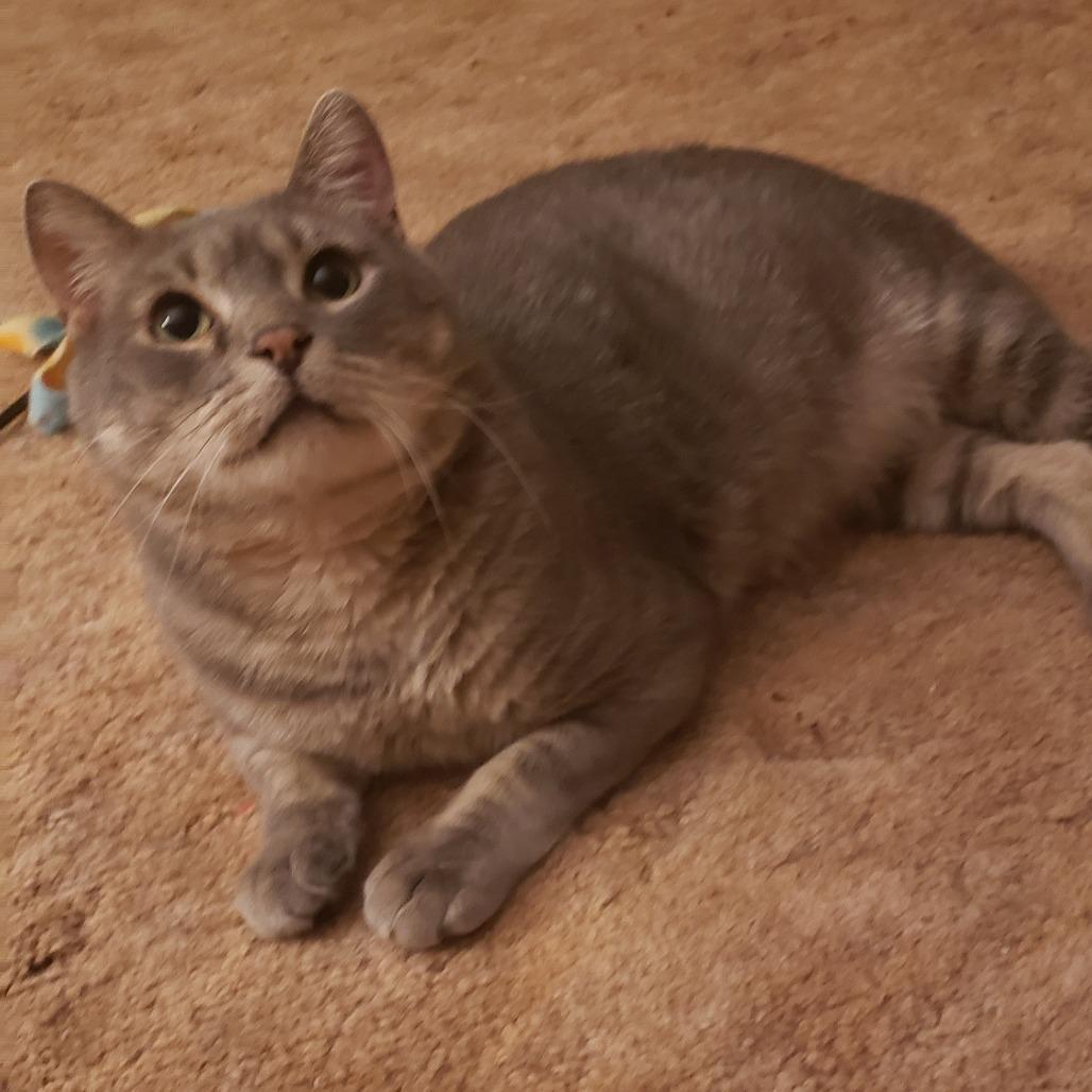 Skippy, Adoptable, Adult Male Domestic Short Hair.