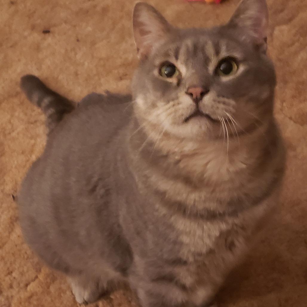 Enlarge Skippy, a Adoptable Domestic Short Hair in Inver Grove Heights, MN image 2/6