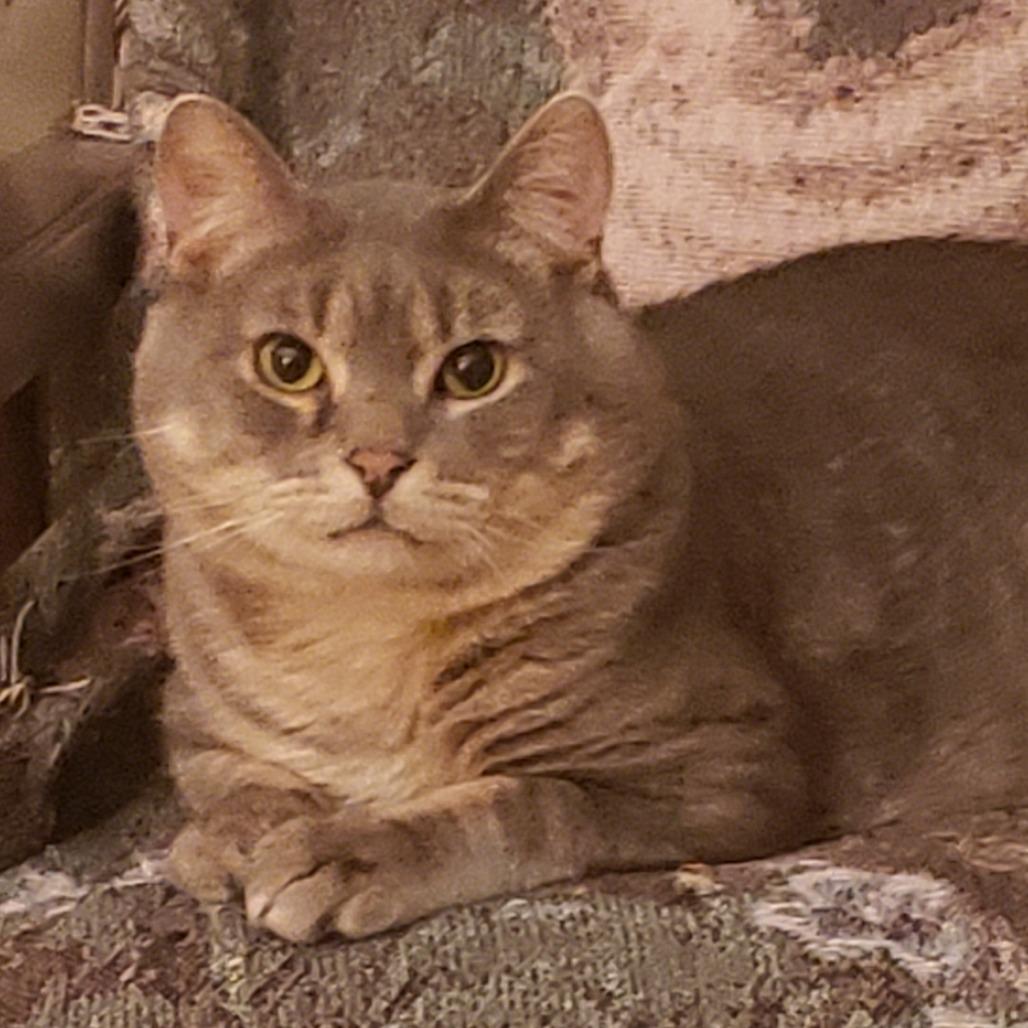 Enlarge Skippy, a Adoptable Domestic Short Hair in Inver Grove Heights, MN image 3/6