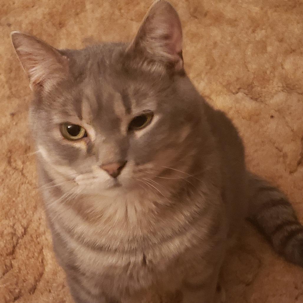 Enlarge Skippy, a Adoptable Domestic Short Hair in Inver Grove Heights, MN image 4/6