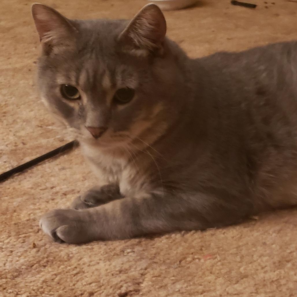 Enlarge Skippy, a Adoptable Domestic Short Hair in Inver Grove Heights, MN image 5/6