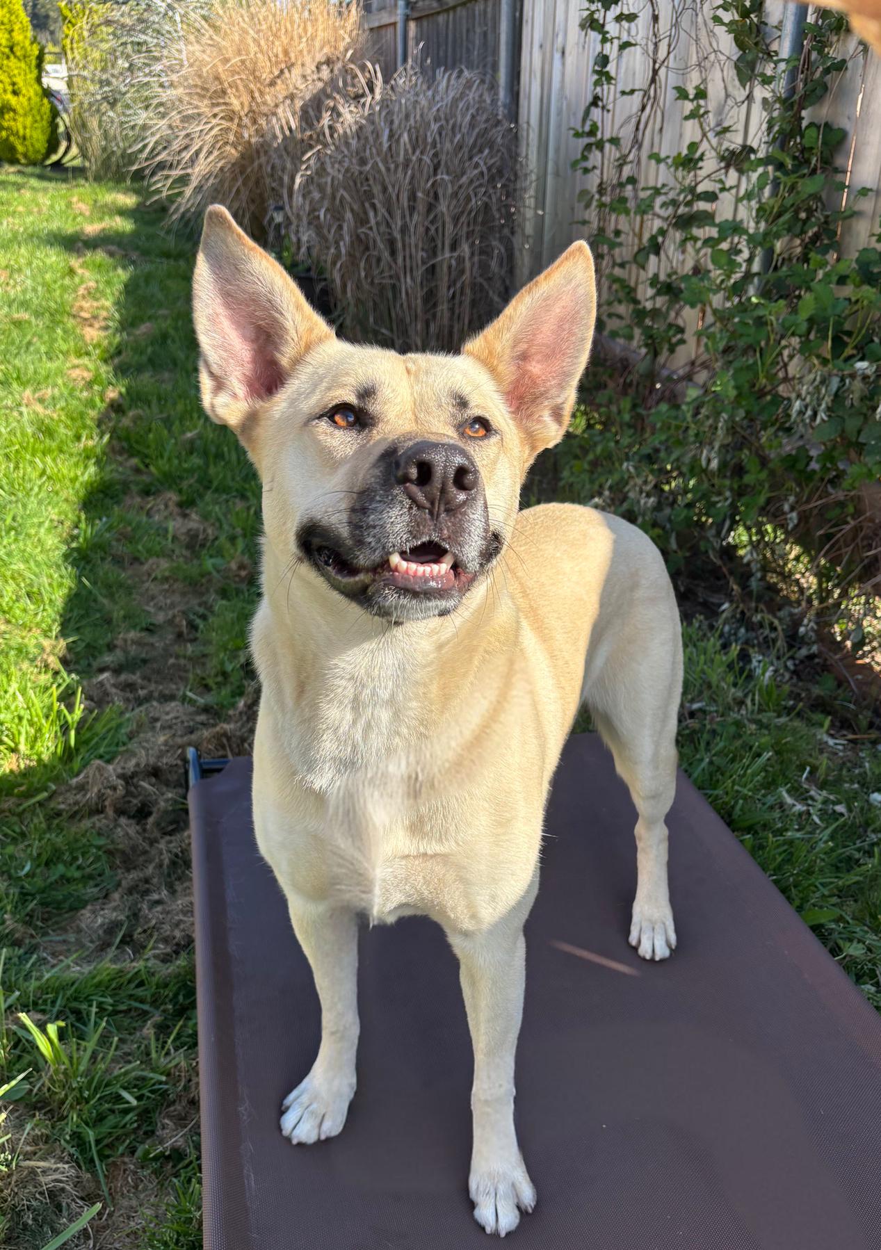 Monroe, Adoptable, Young Male Shepherd.