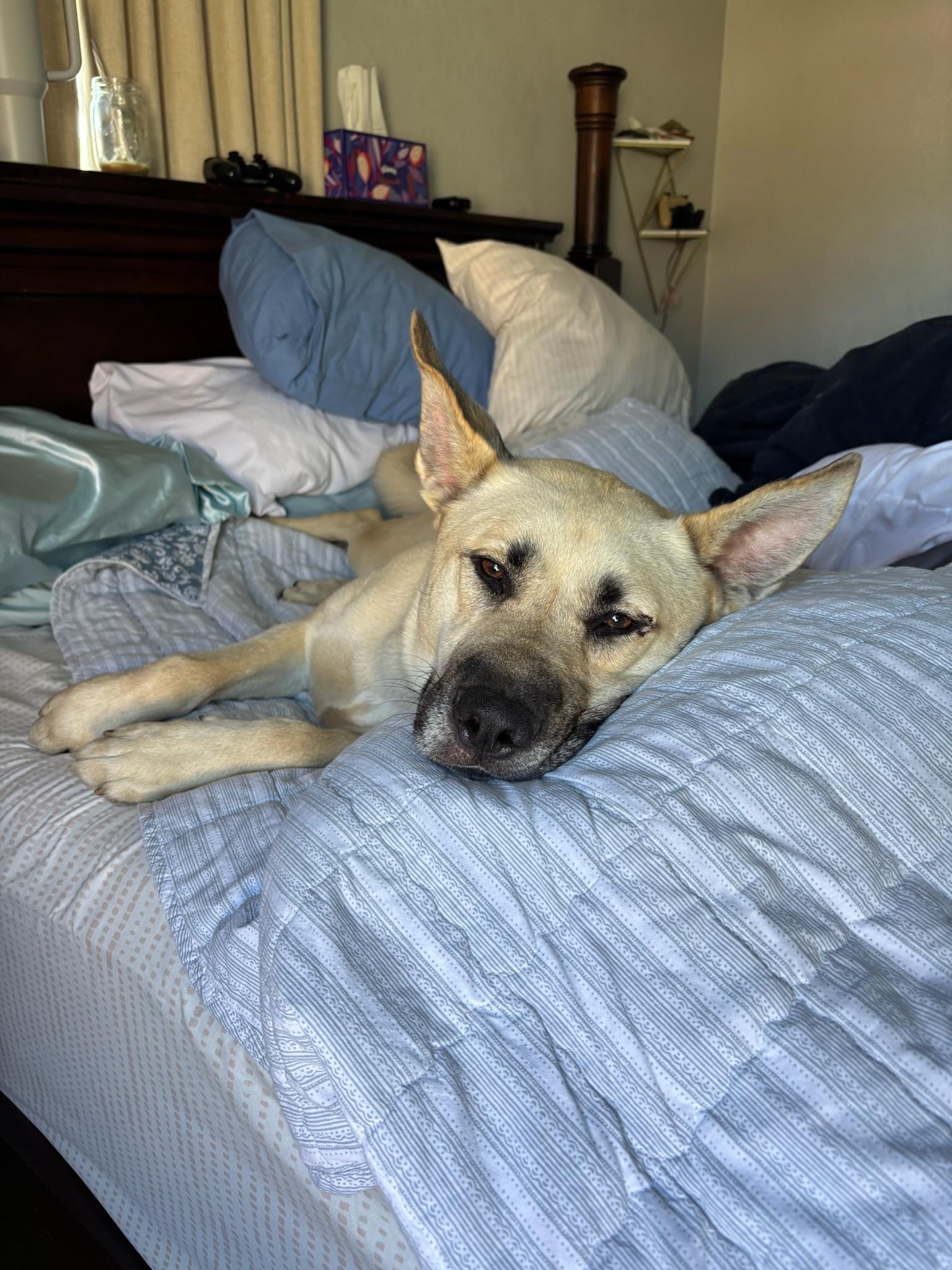 Enlarge Monroe, a Adoptable mixed breed in Portland, OR image 5/6