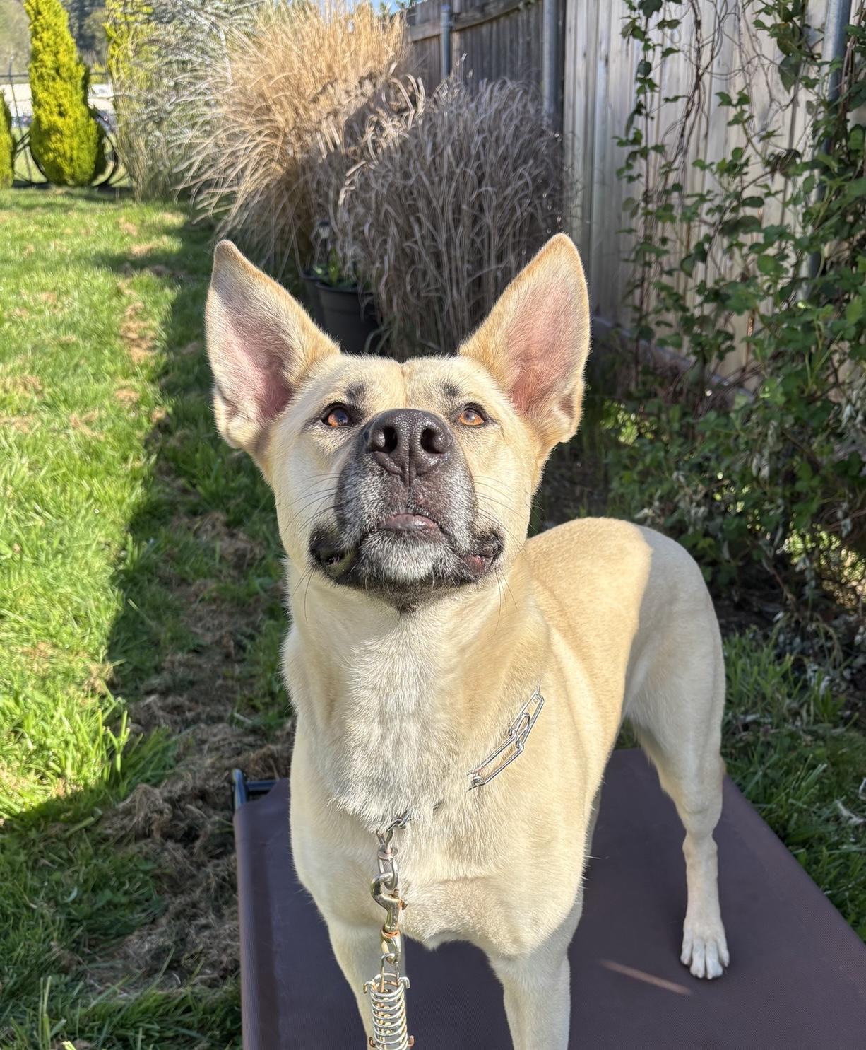 Enlarge Monroe, a Adoptable mixed breed in Portland, OR image 4/6