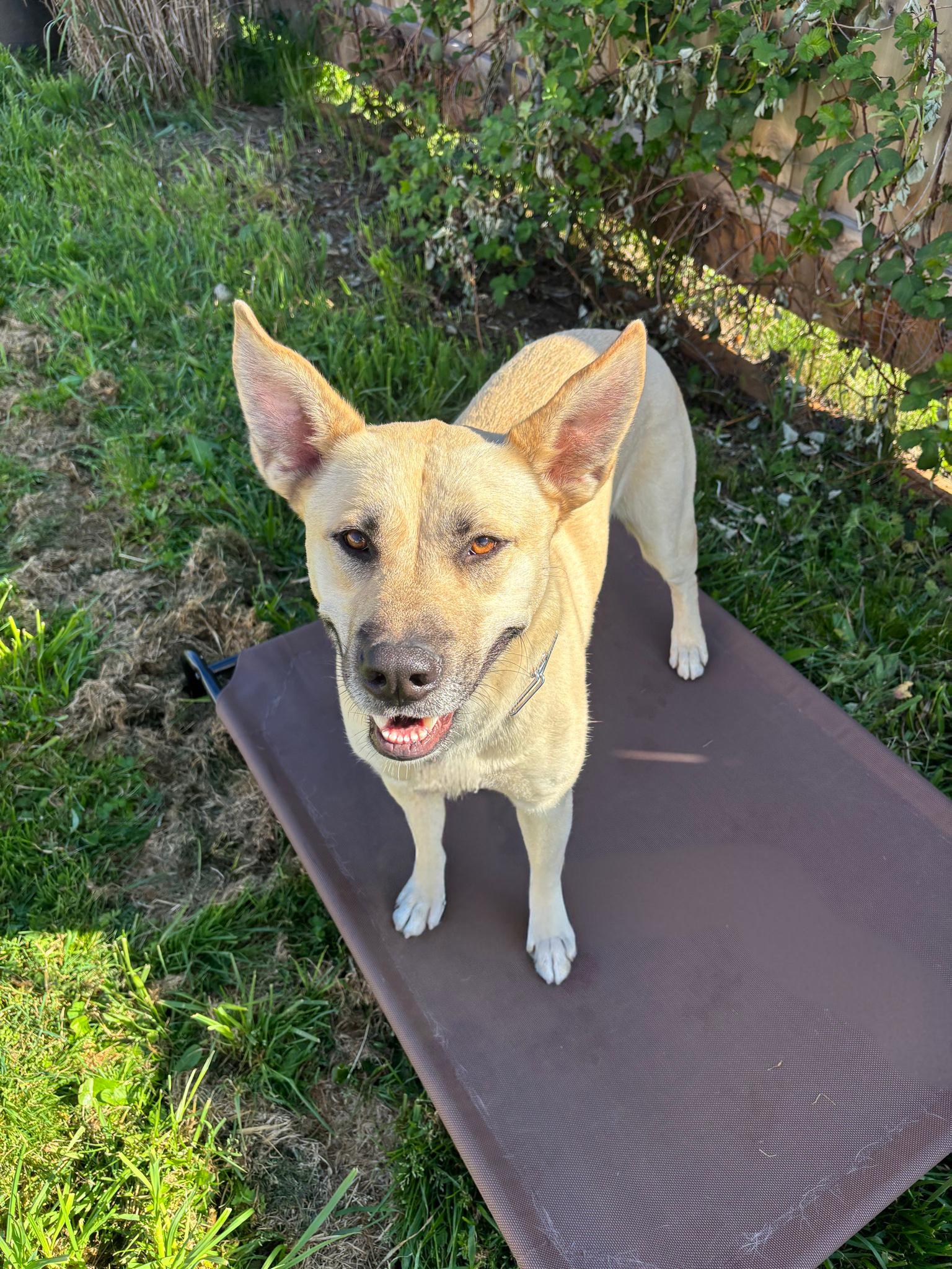 Enlarge Monroe, a Adoptable mixed breed in Portland, OR image 2/6