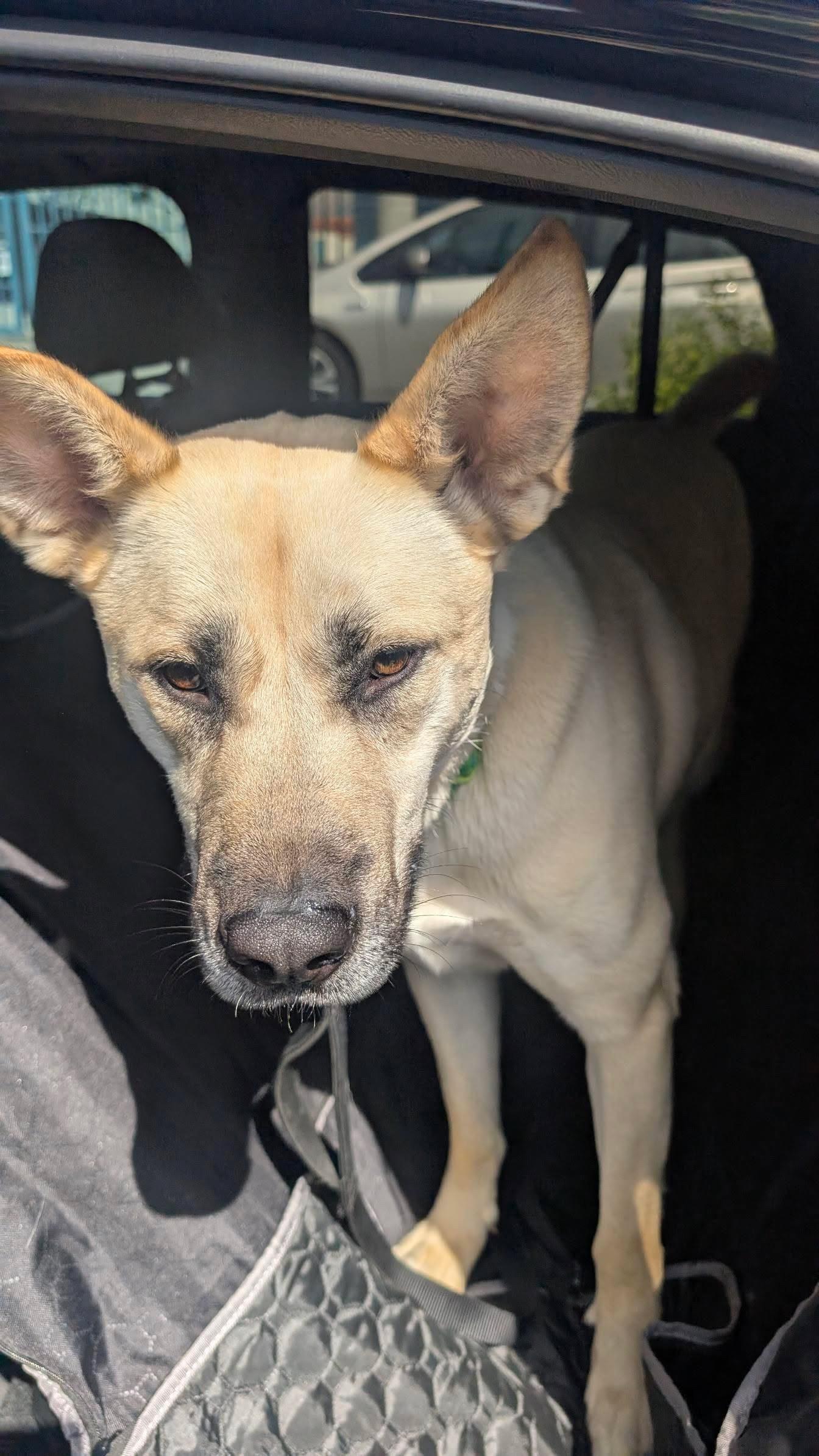 Enlarge Monroe, a Adoptable mixed breed in Portland, OR image 3/6