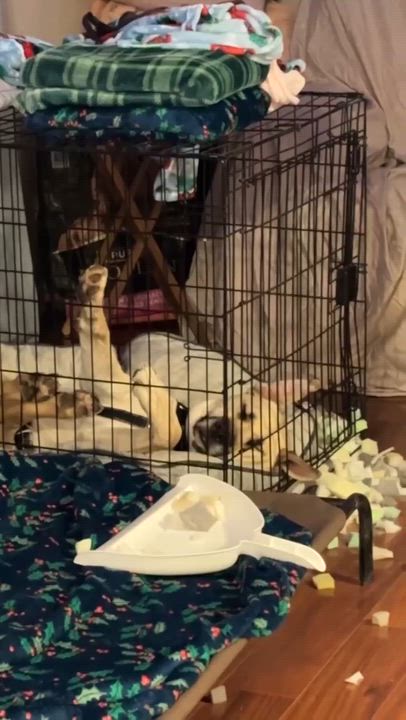 Enlarge Monroe, a Adoptable mixed breed in Portland, OR video 6/6