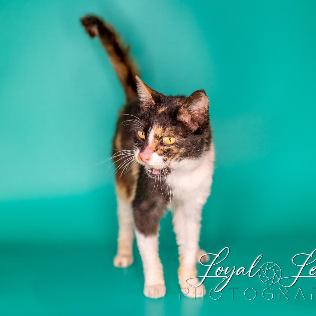 Crispi, Adoptable, Senior Female Domestic Short Hair.