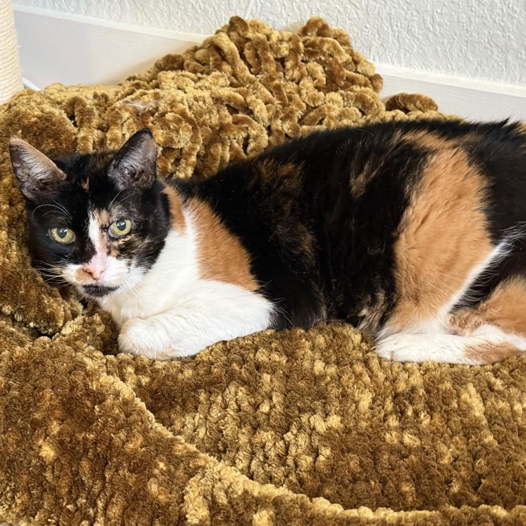 Enlarge Crispi, a Adoptable Domestic Short Hair in San Antonio, TX image 2/6