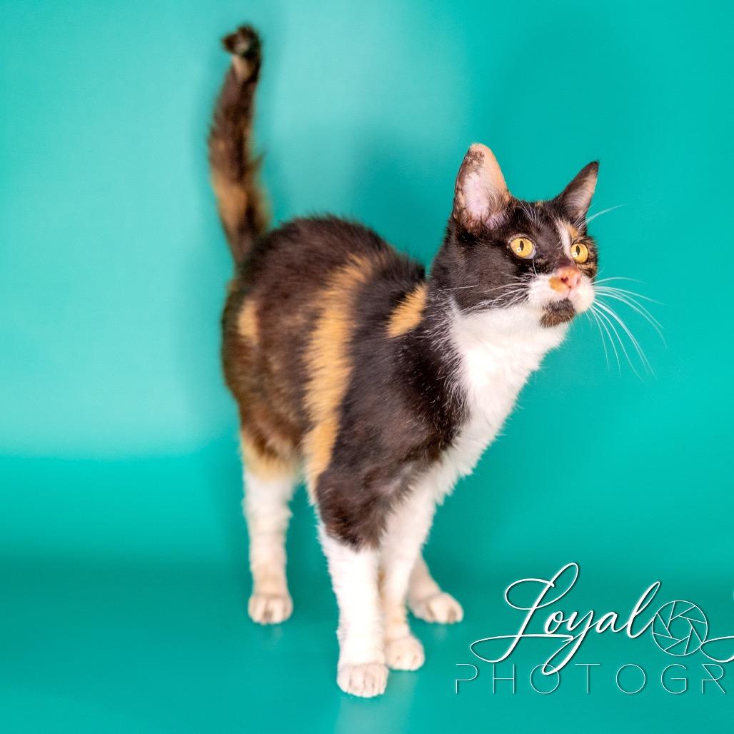 Enlarge Crispi, a Adoptable Domestic Short Hair in San Antonio, TX image 4/6