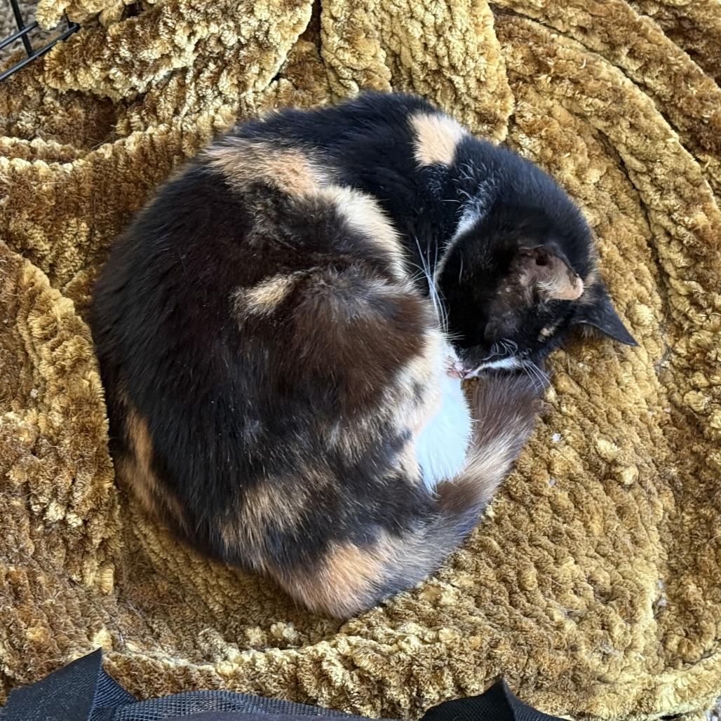 Enlarge Crispi, a Adoptable Domestic Short Hair in San Antonio, TX image 5/6