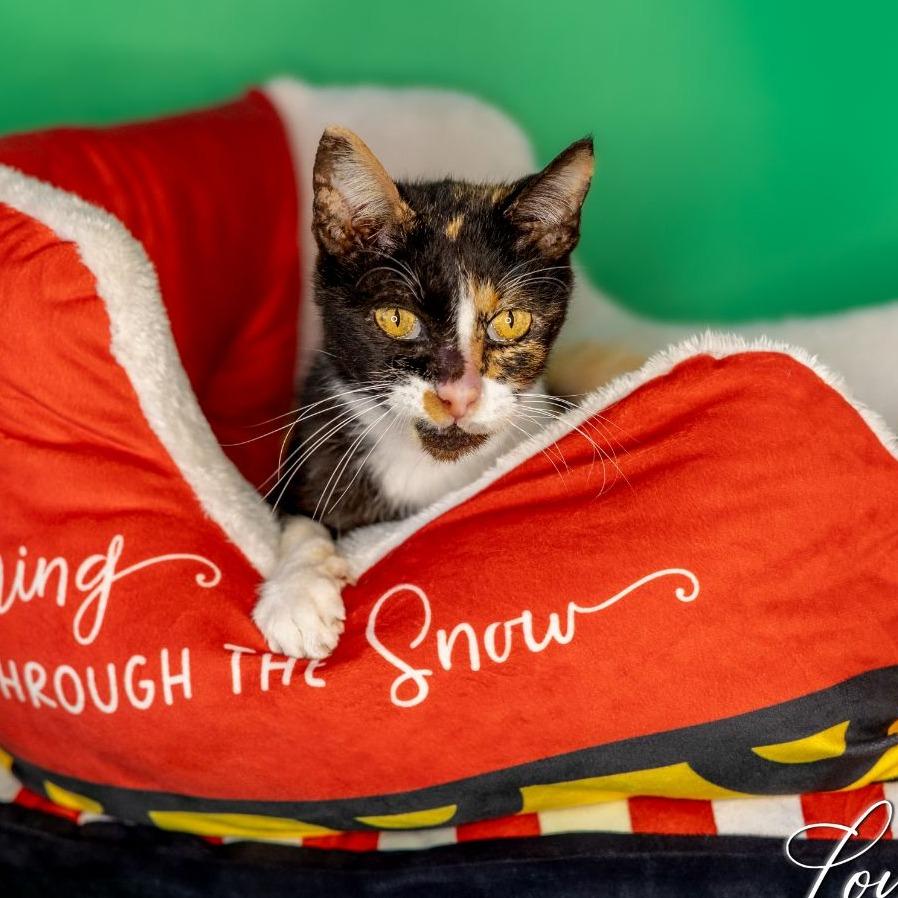 Enlarge Crispi, a Adoptable Domestic Short Hair in San Antonio, TX image 6/6