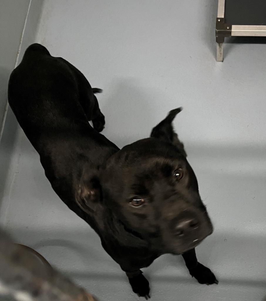 Dave, Adoptable, Young Male Mixed Breed.