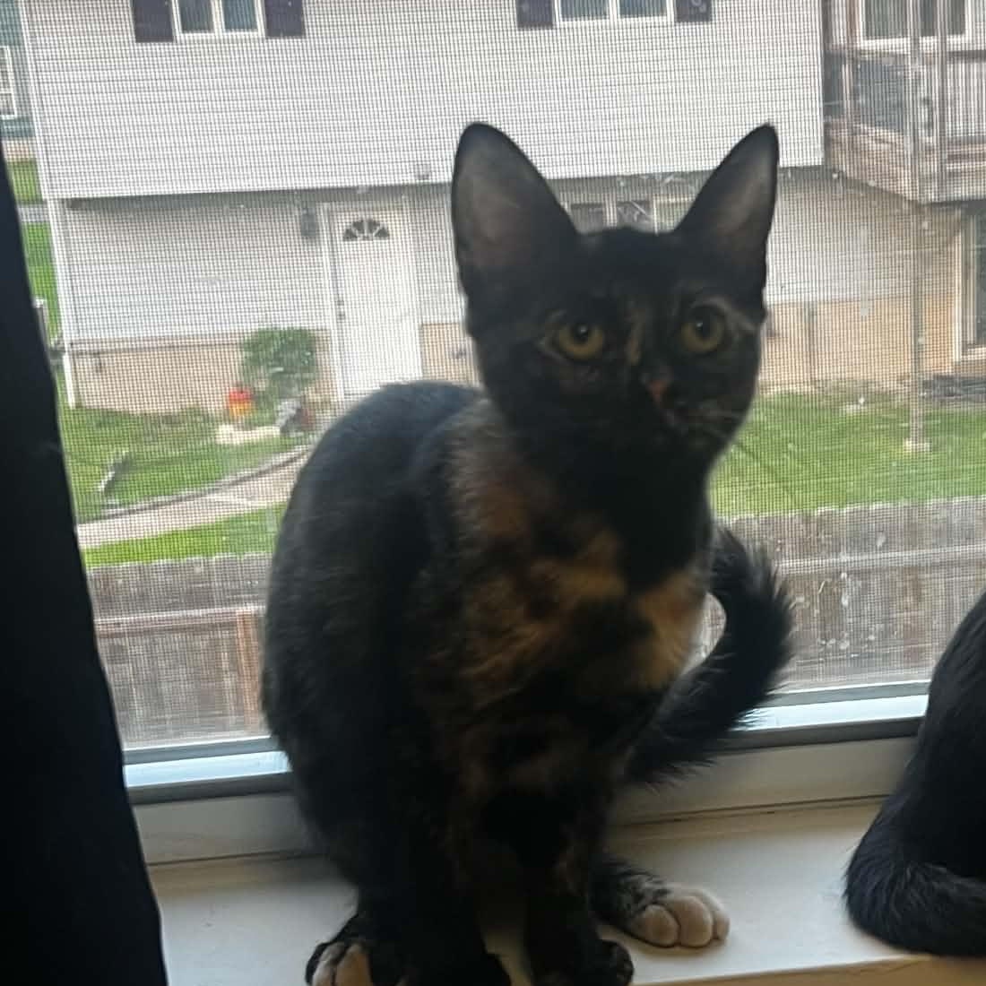 Cinder, a ADOPTABLE Domestic Short Hair in Sewell, NJ image 2/2