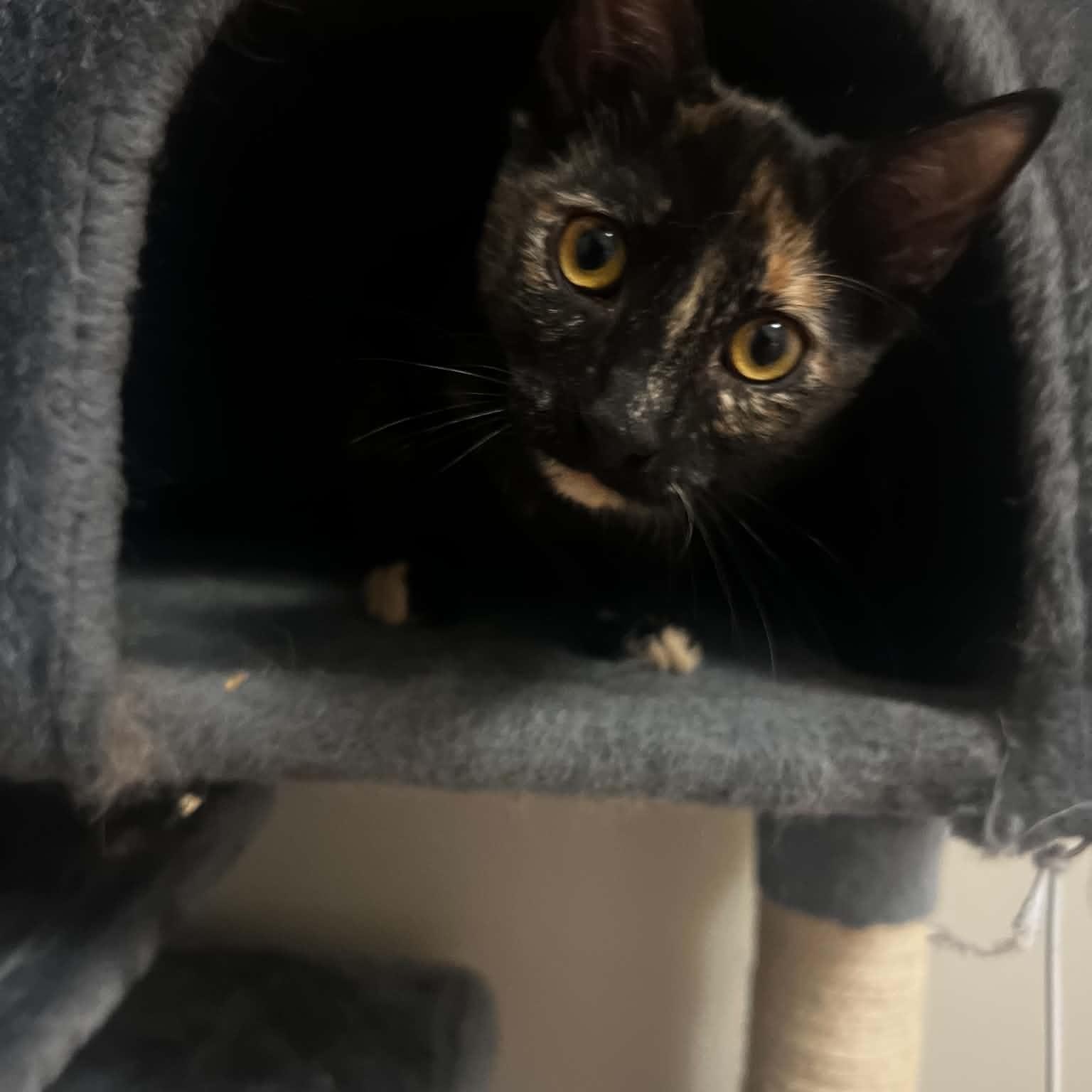Cinder, a ADOPTABLE Domestic Short Hair in Sewell, NJ image 1/2