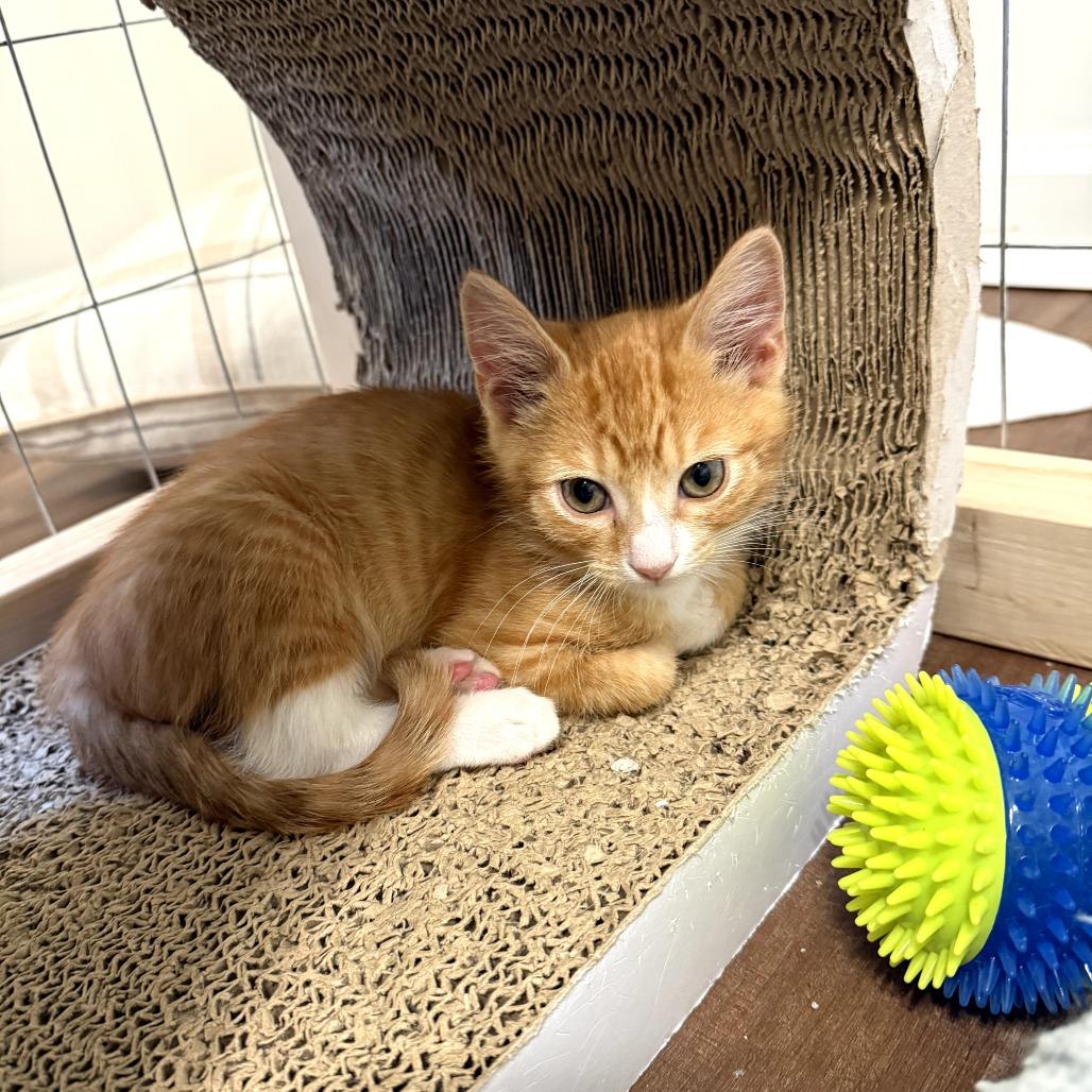 Hollandaise, a ADOPTABLE Domestic Short Hair in Chattanooga, TN image 3/3