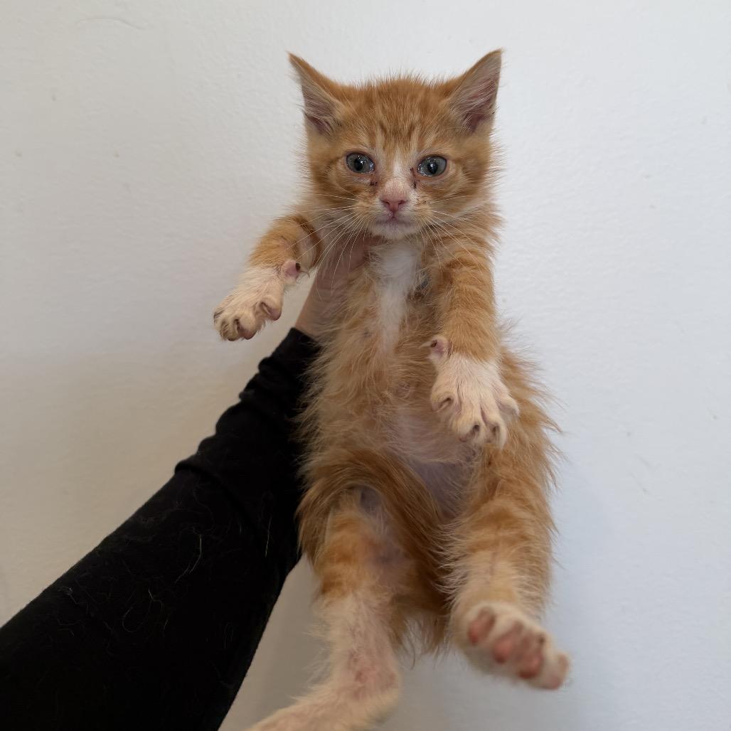 Hollandaise, a ADOPTABLE Domestic Short Hair in Chattanooga, TN image 2/3