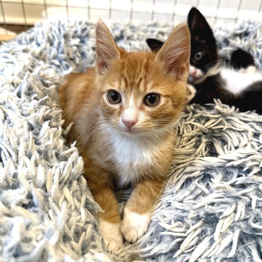 Hollandaise, ADOPTABLE, Kitten Male Domestic Short Hair.