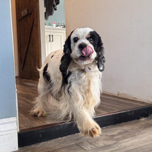 Clover, Adoptable, Adult Female Cocker Spaniel.