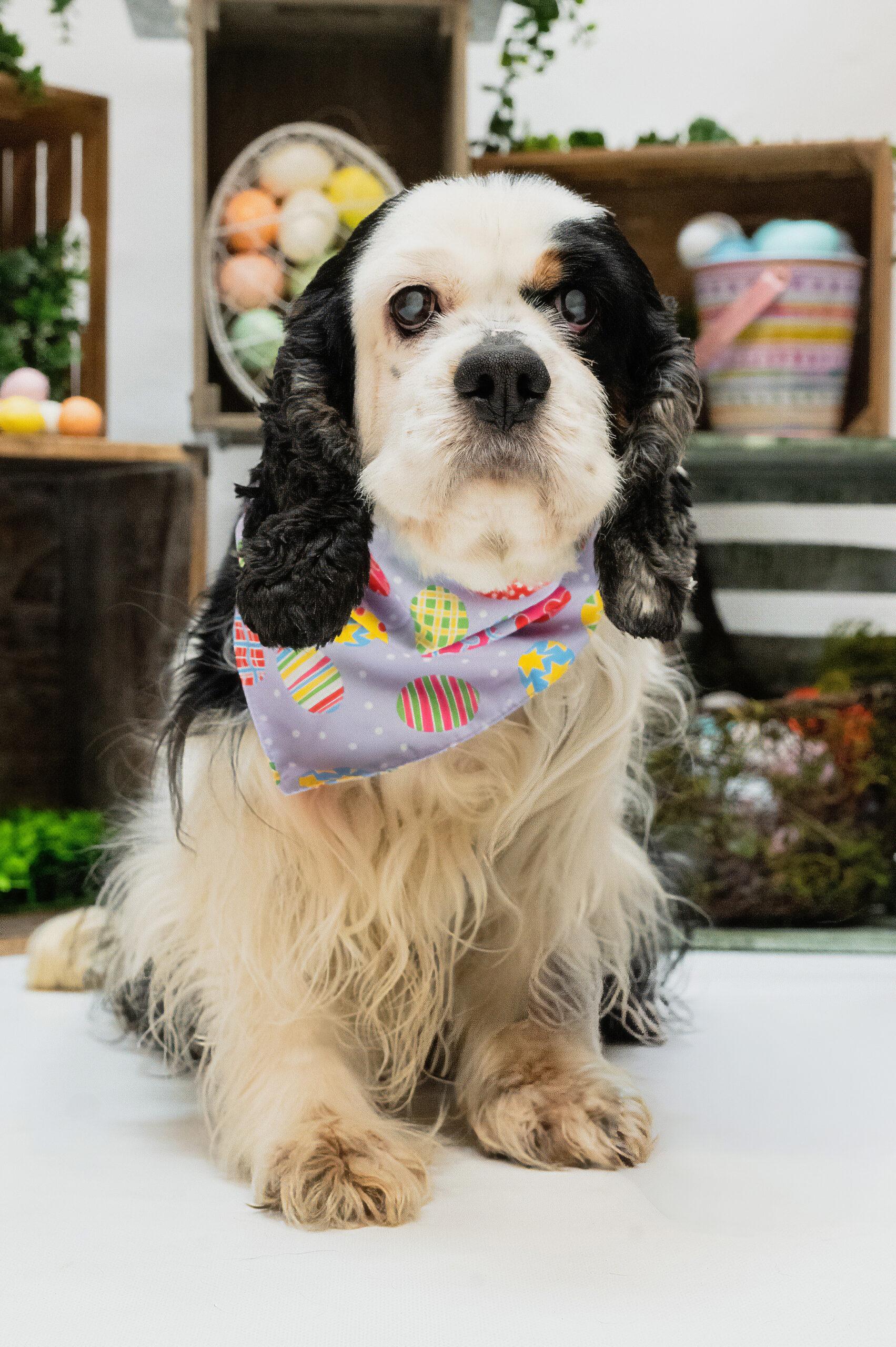 Enlarge Clover, a Adoptable Cocker Spaniel in Vienna, ON image 2/4