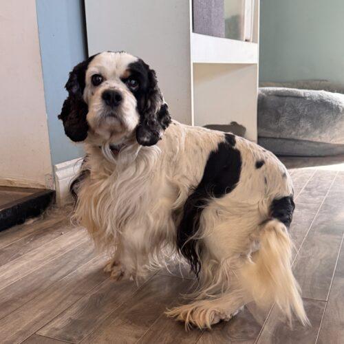 Enlarge Clover, a Adoptable Cocker Spaniel in Vienna, ON image 3/4