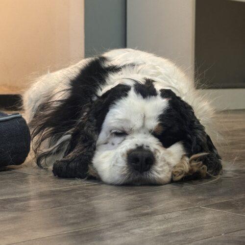 Enlarge Clover, a Adoptable Cocker Spaniel in Vienna, ON image 4/4