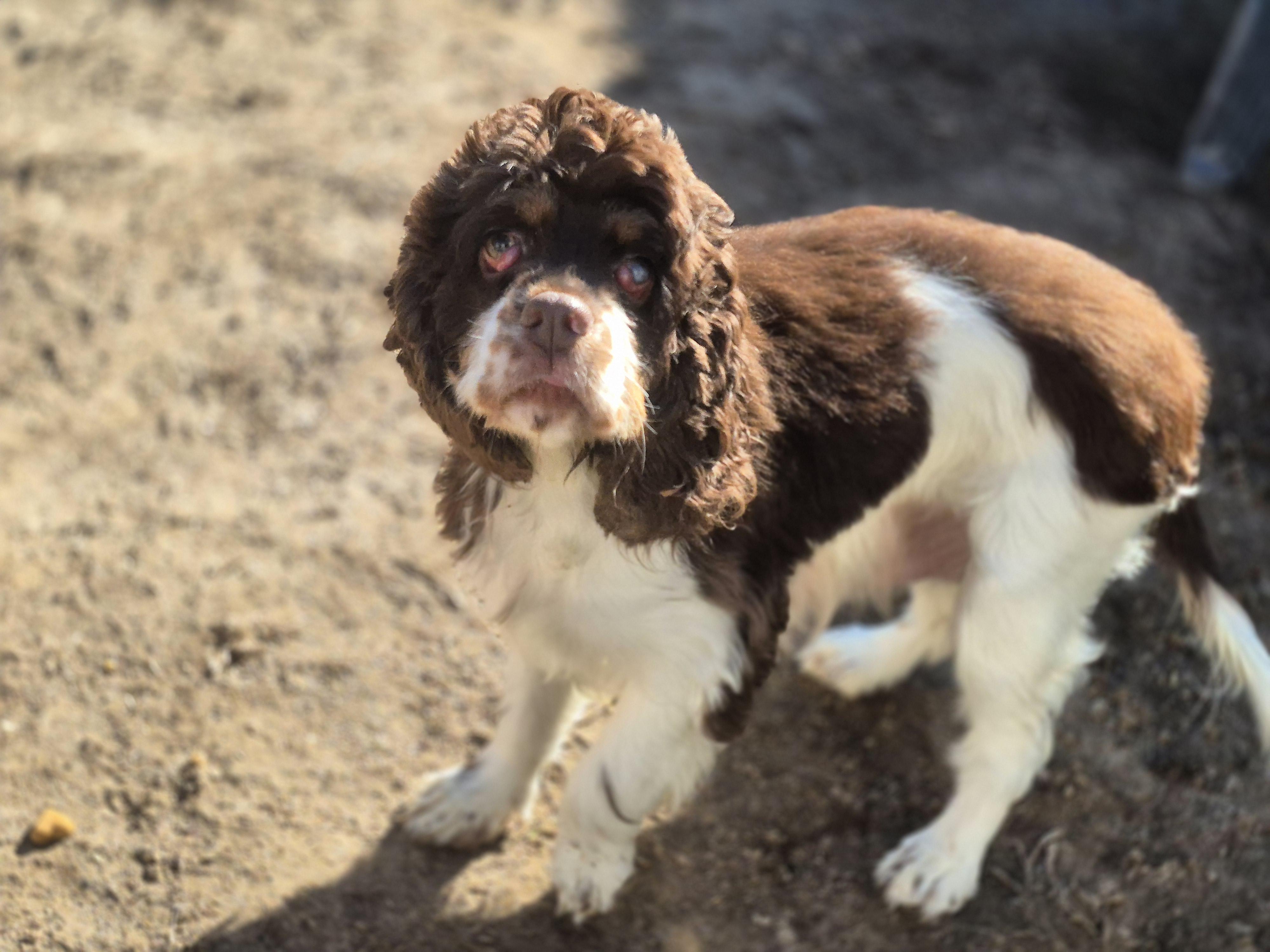 Enlarge Adelene, a Adoptable Cocker Spaniel in metairie, LA image 6/6