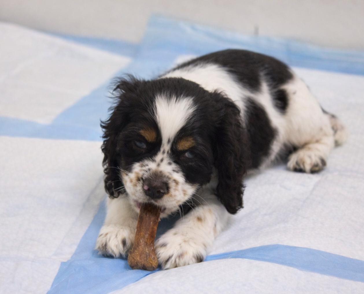 Enlarge Adelene, a Adoptable Cocker Spaniel in metairie, LA image 3/6