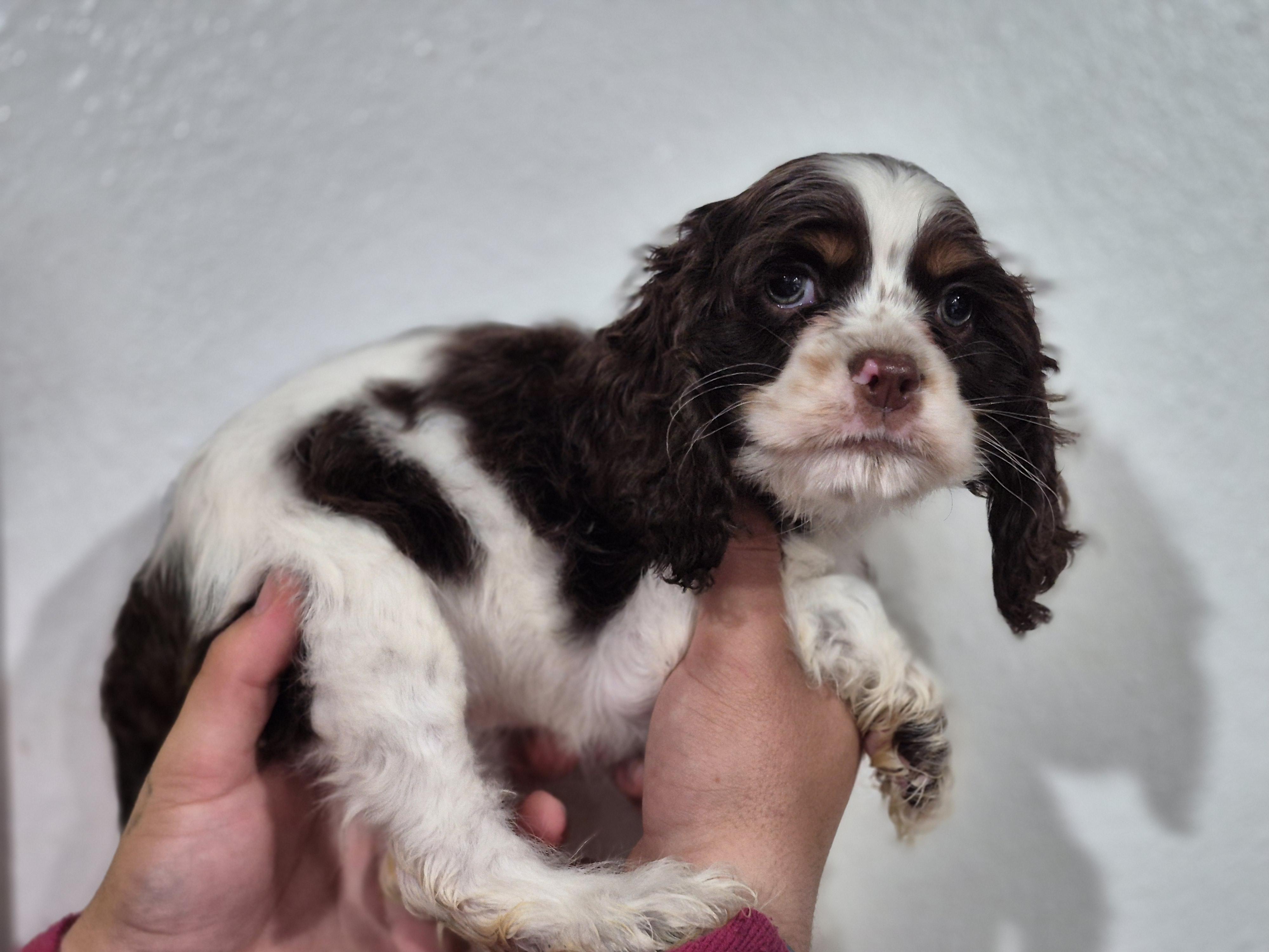 Enlarge Adelene, a Adoptable Cocker Spaniel in metairie, LA image 2/6