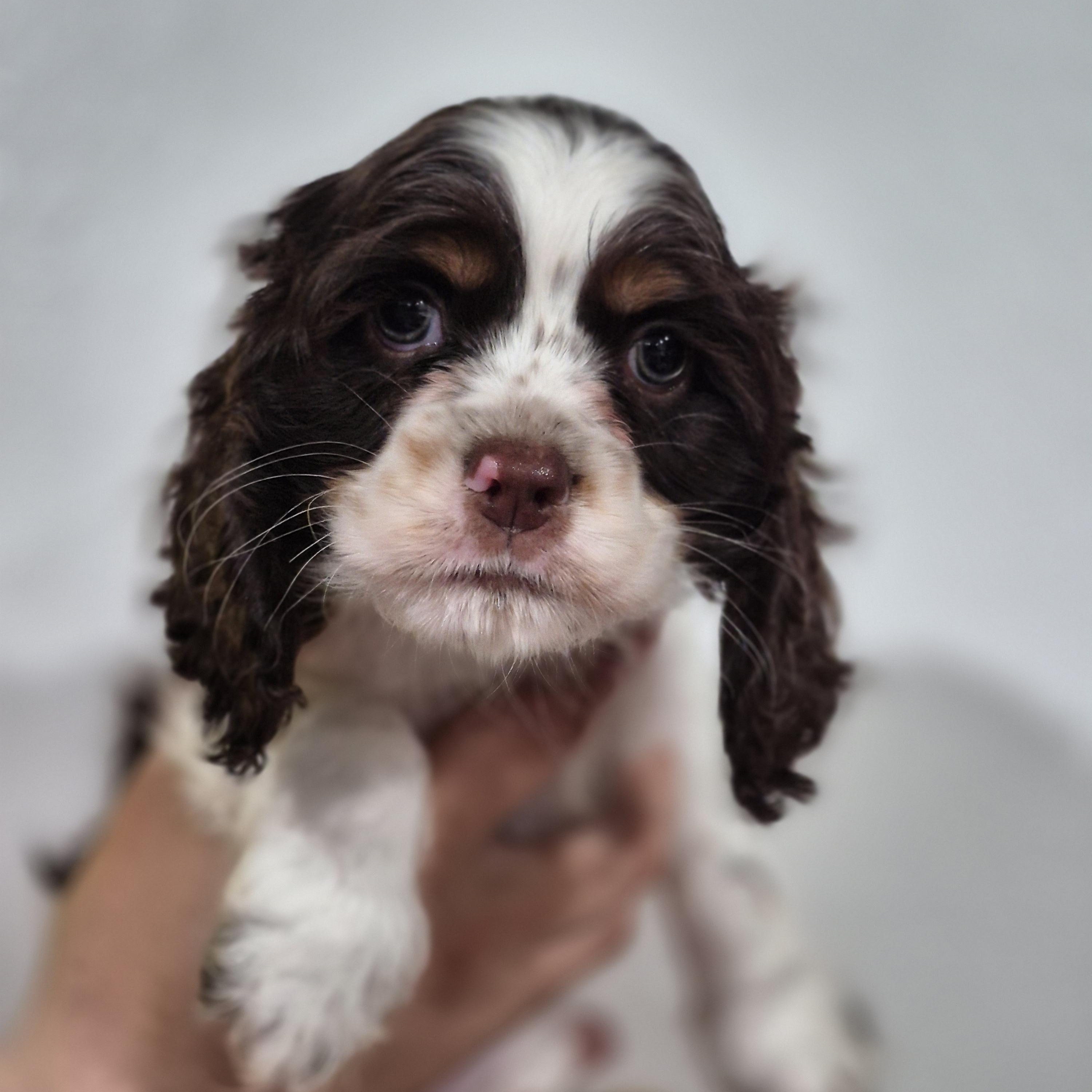 Adelene, Adoptable, Puppy Female Cocker Spaniel.