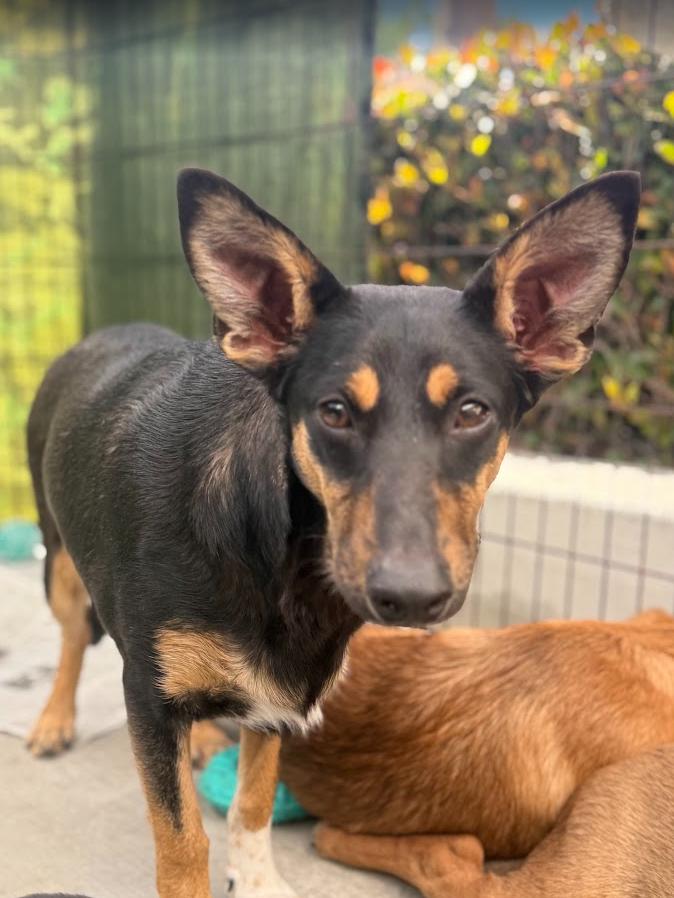 Chica, Adoptable, Young Female Corgi & Miniature Pinscher.