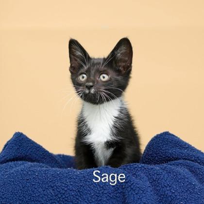 Sage, Adoptable, Kitten Male Domestic Short Hair & Domestic Short Hair.
