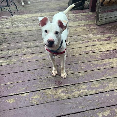 Tofu, Adoptable, Young Male Pit Bull Terrier & Mixed Breed.