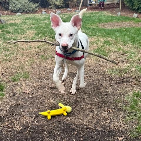 Enlarge Tofu, a Adoptable mixed breed in Falls Church, VA image 2/6