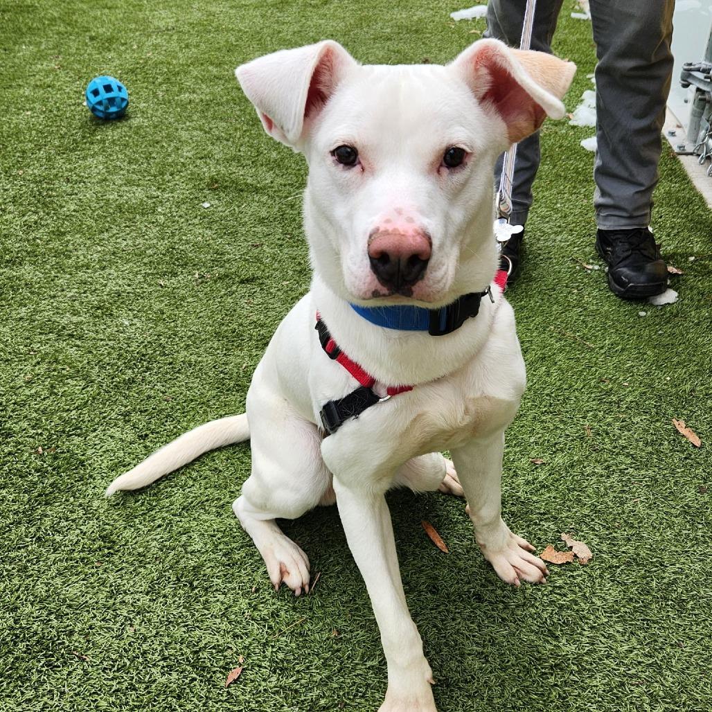 Enlarge Tofu, a Adoptable mixed breed in Falls Church, VA image 3/6