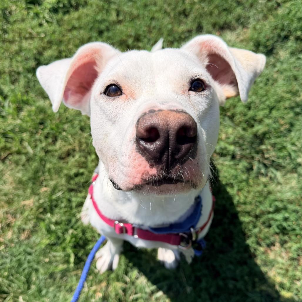 Enlarge Tofu, a Adoptable mixed breed in Falls Church, VA image 4/6
