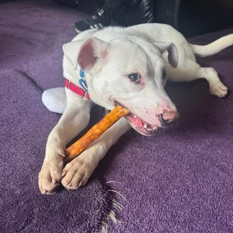 Enlarge Tofu, a Adoptable mixed breed in Falls Church, VA image 5/6