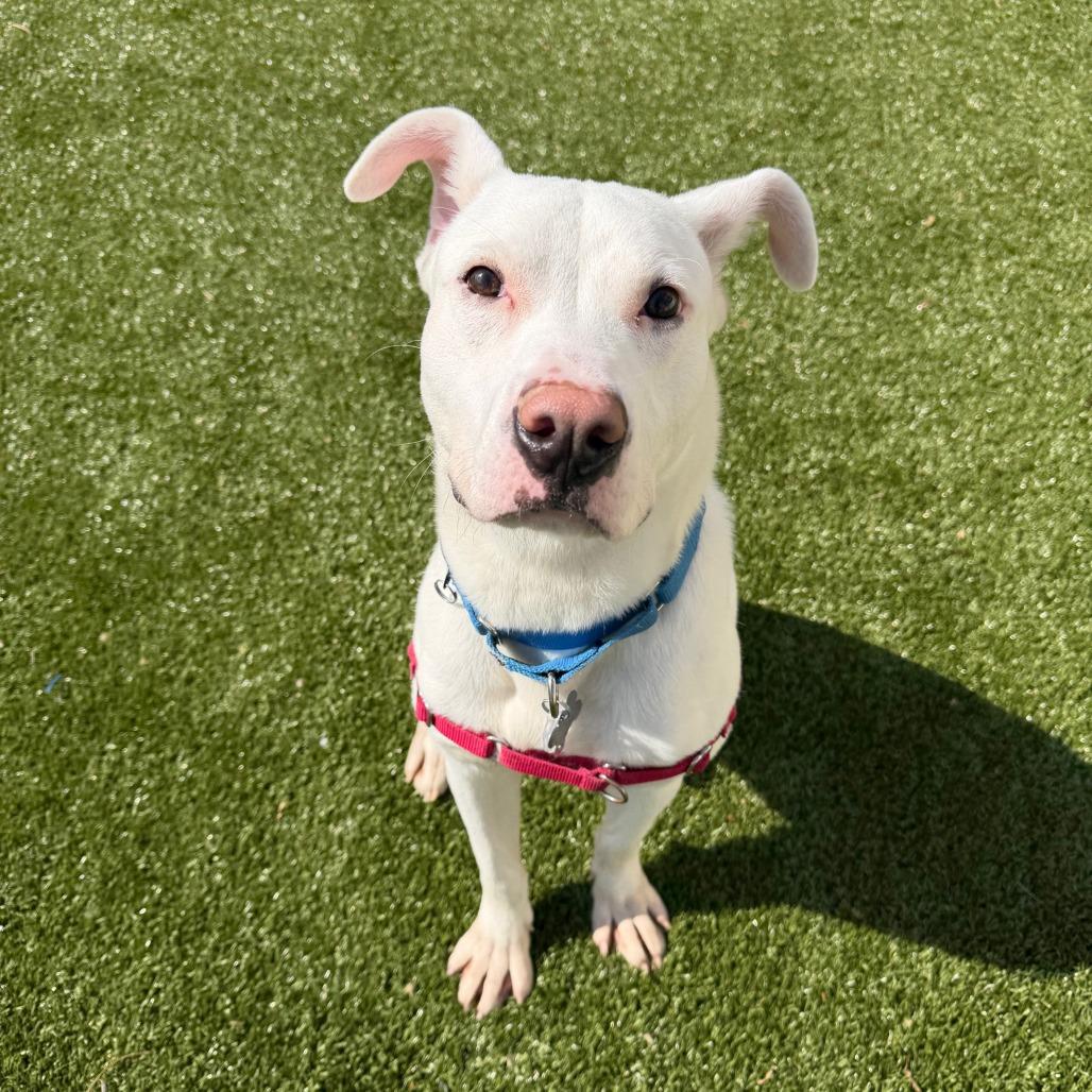 Enlarge Tofu, a Adoptable mixed breed in Falls Church, VA image 6/6