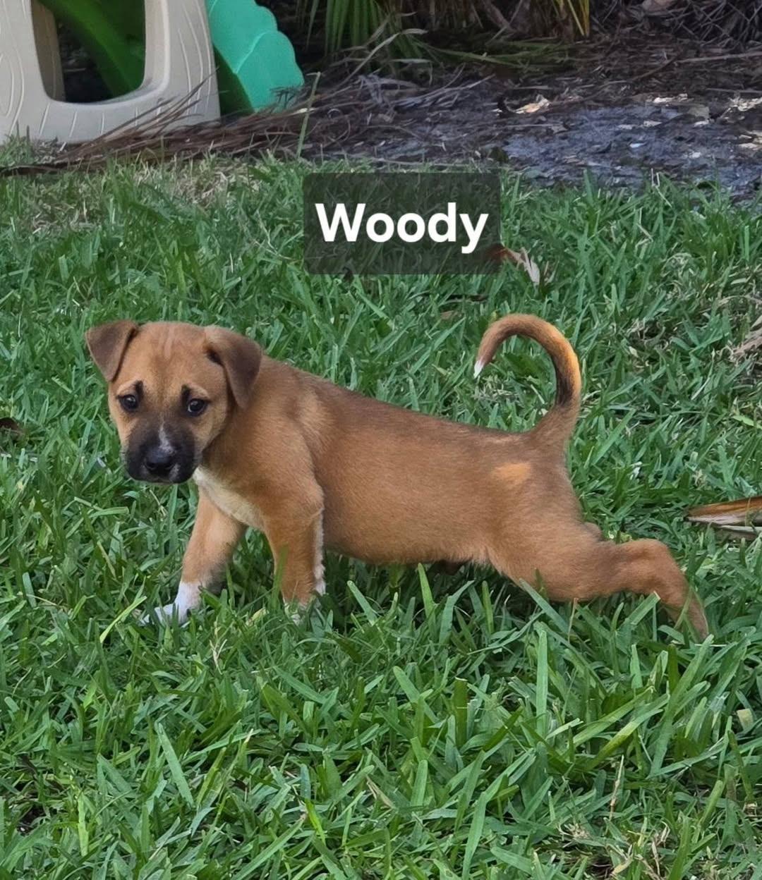Enlarge Woody, an adopted mixed breed in Cape Coral, FL image 2/3