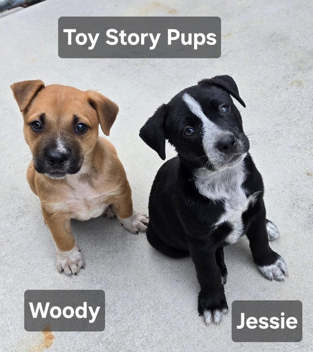Enlarge Woody, an adopted mixed breed in Cape Coral, FL image 3/3