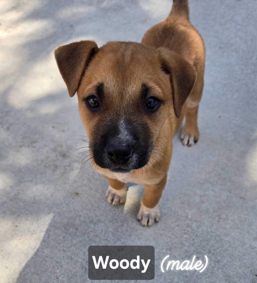 Woody, adopted, Puppy Male Mixed Breed.