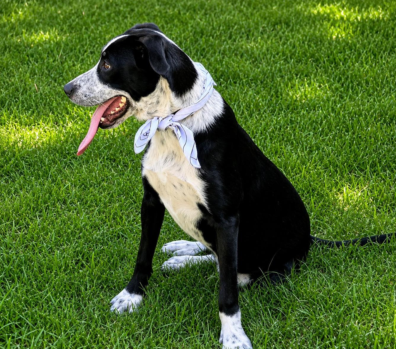 Enlarge Sawyer - Foster Needed, a ADOPTABLE mixed breed in Willington, CT image 2/6
