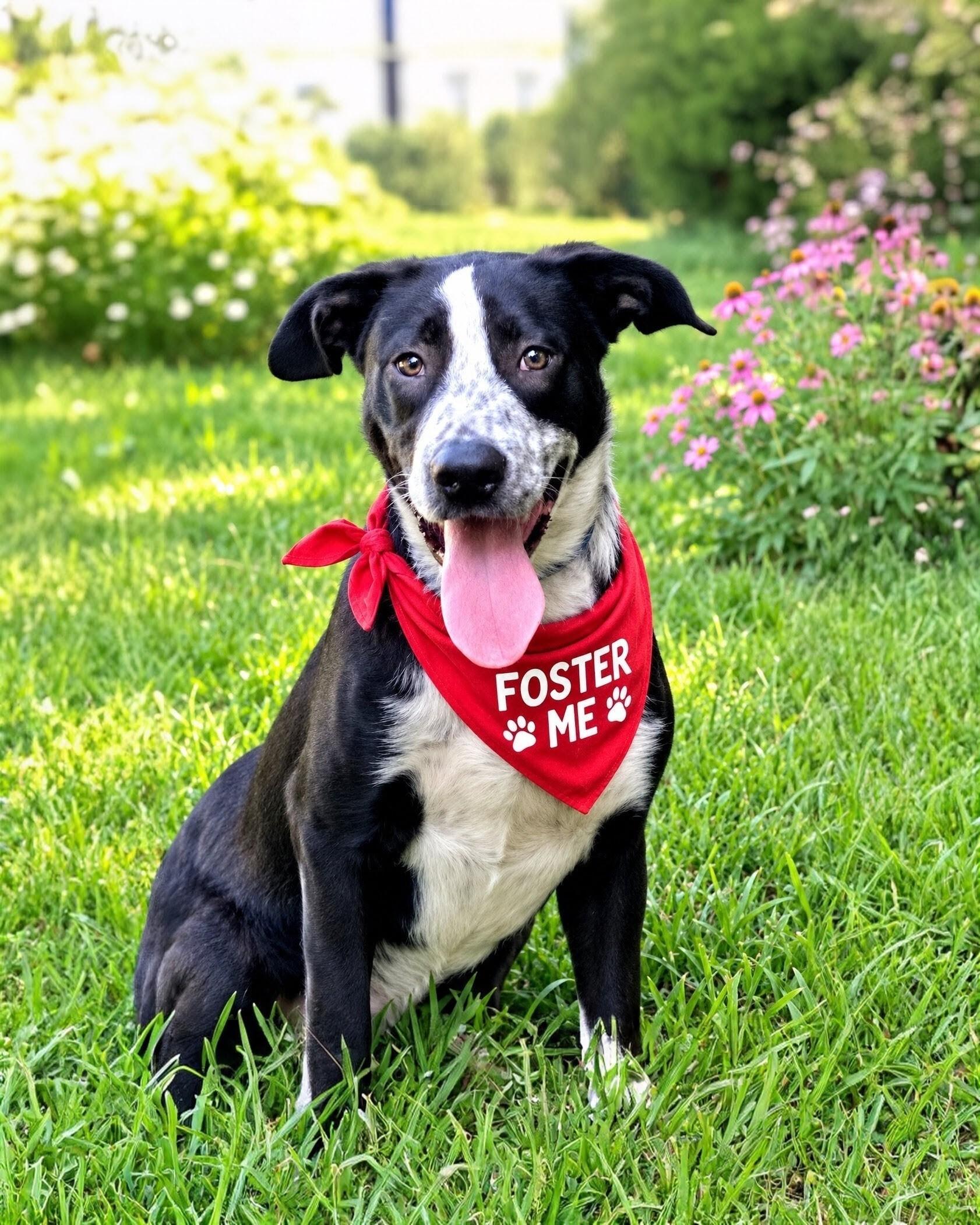 Sawyer - Foster Needed, ADOPTABLE, Puppy Male Labrador Retriever.