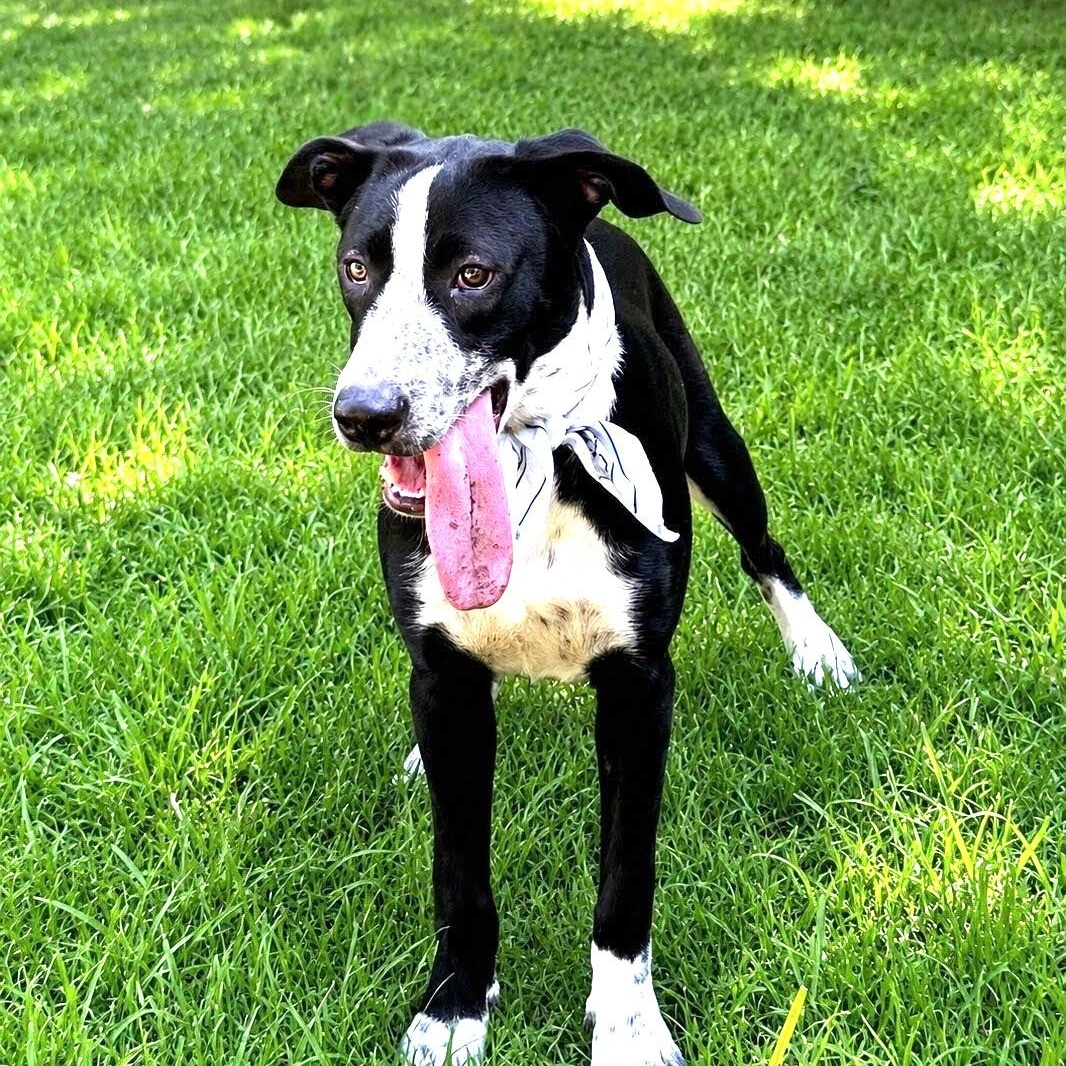 Enlarge Sawyer - Foster Needed, a ADOPTABLE mixed breed in Willington, CT image 5/6
