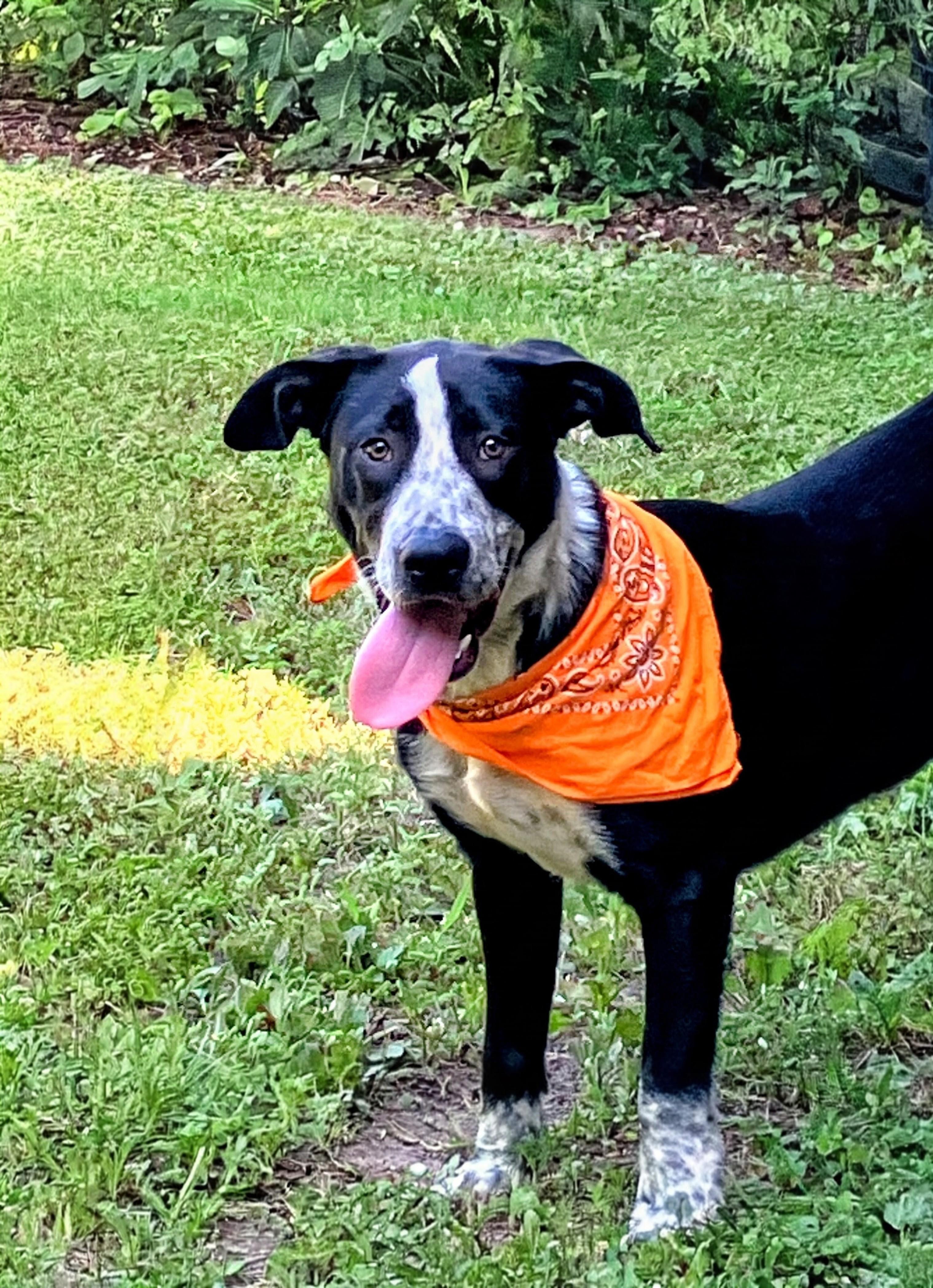 Enlarge Sawyer - Foster Needed, a ADOPTABLE mixed breed in Willington, CT image 4/6